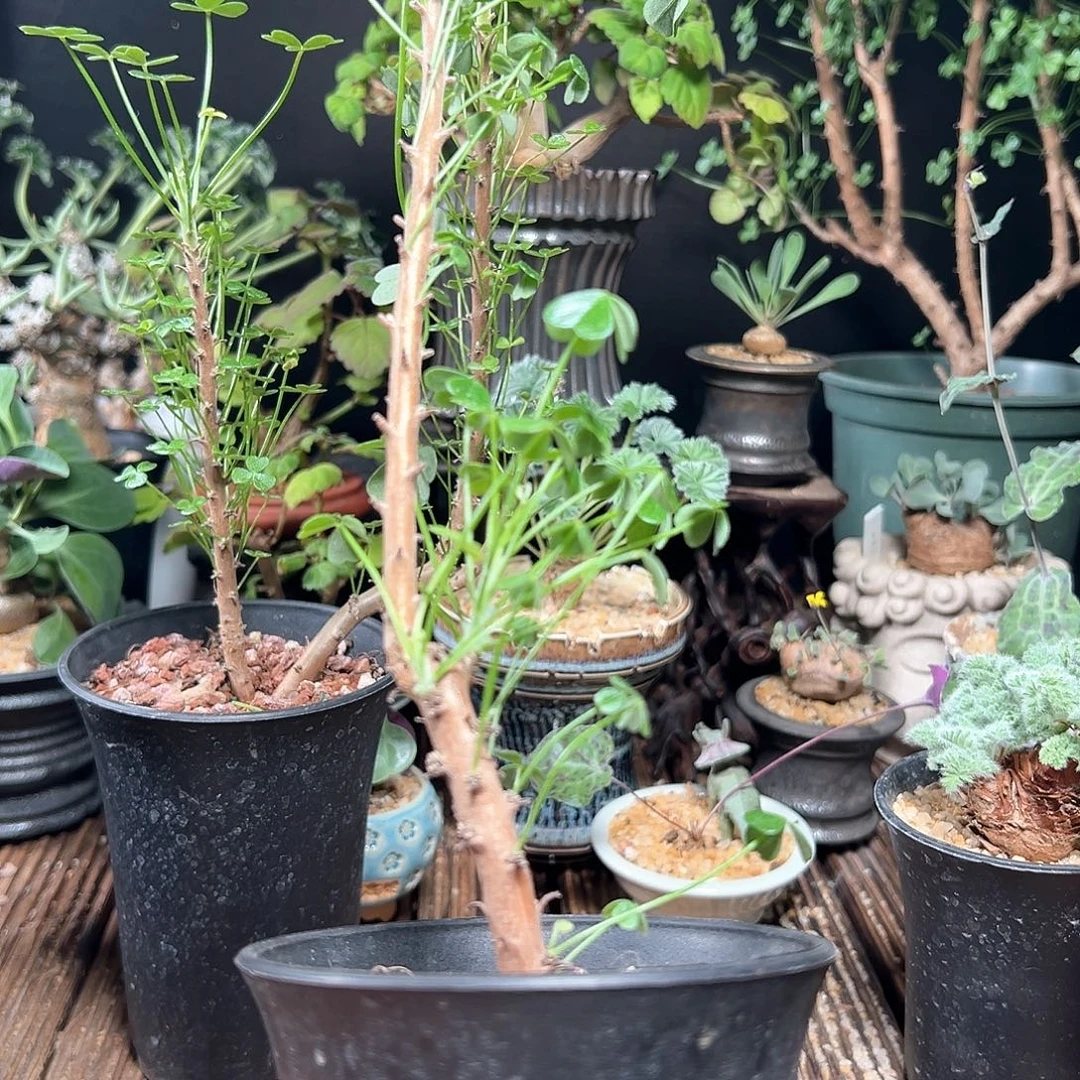 巨人酢浆草带盆包邮