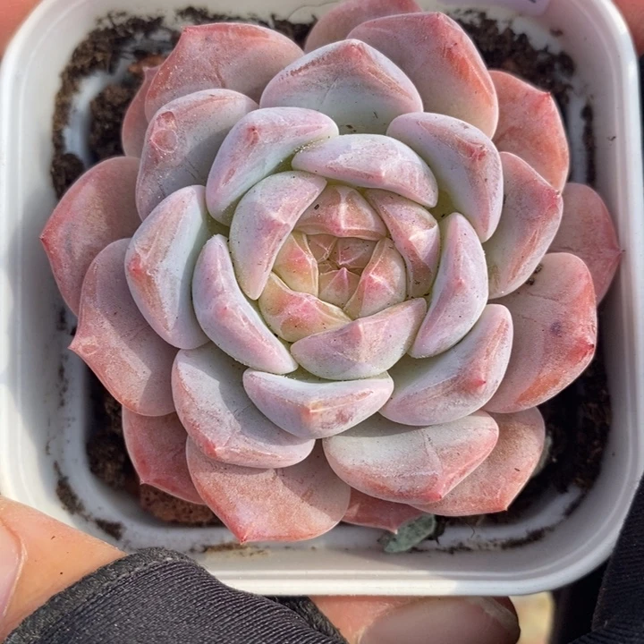 1207-543，粉魄多肉