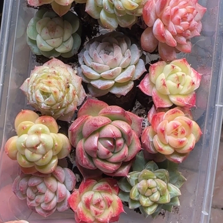 87号    新粉伴手礼    拍一发13