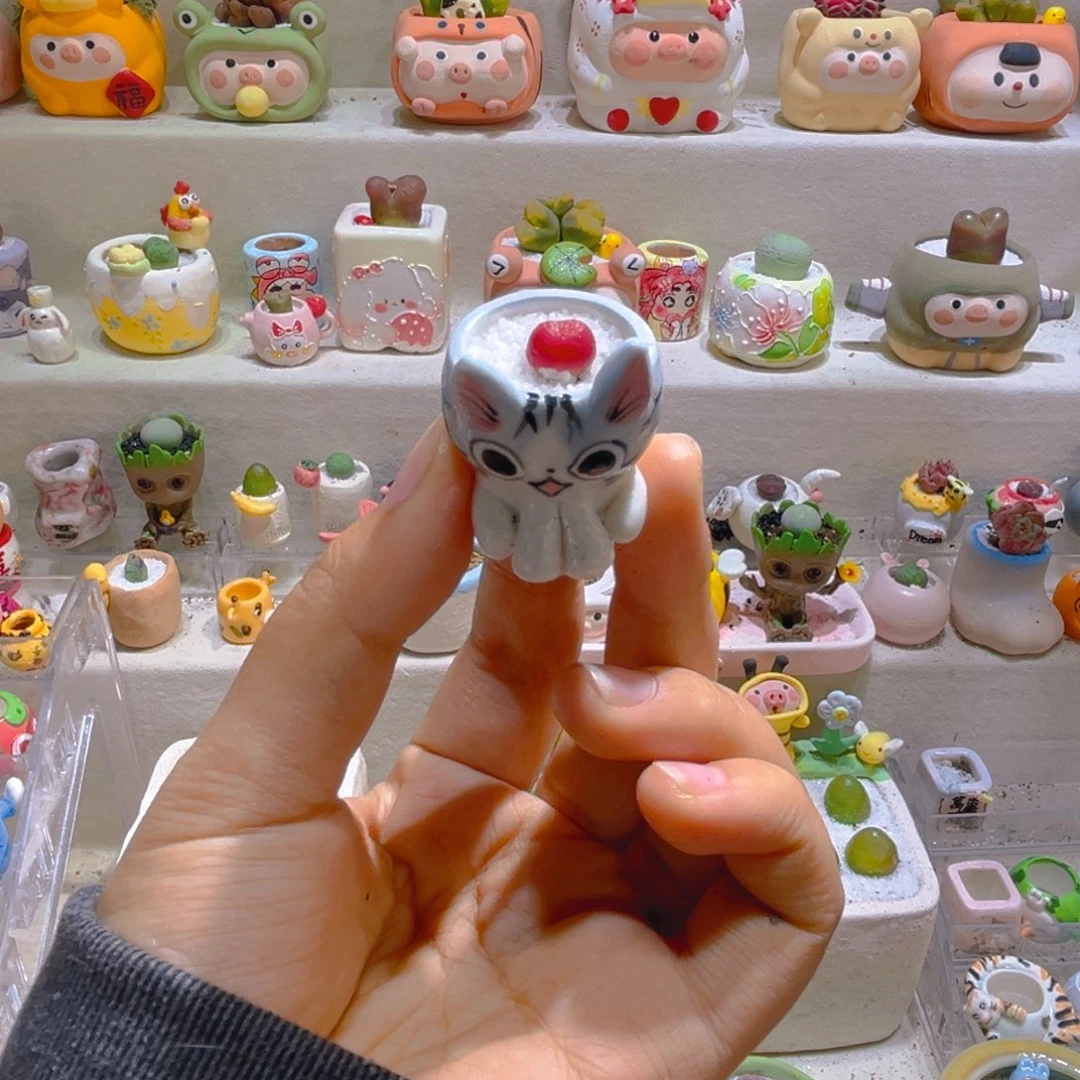 031高端多肉带盆土一套39.9