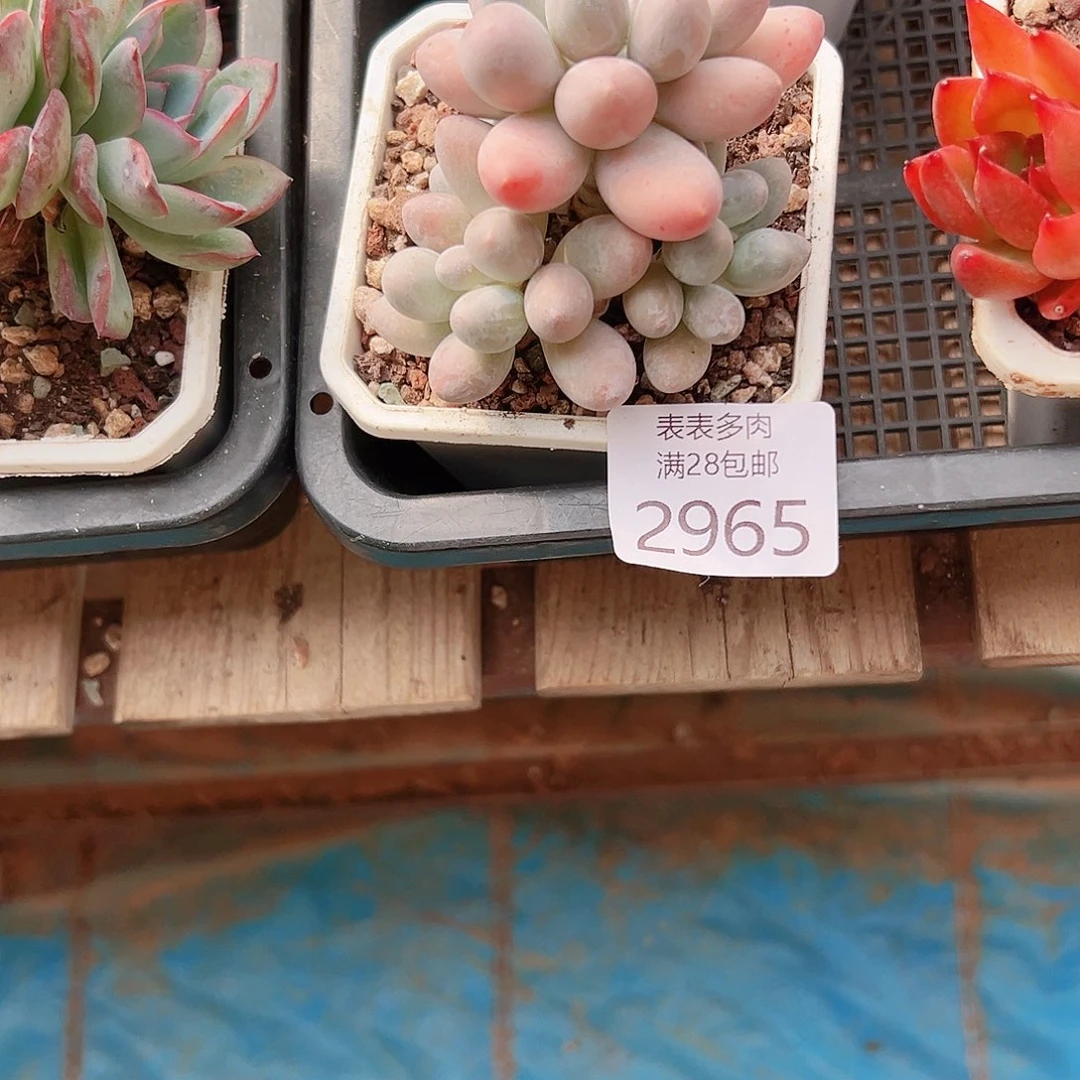 星****多肉一物一拍2965