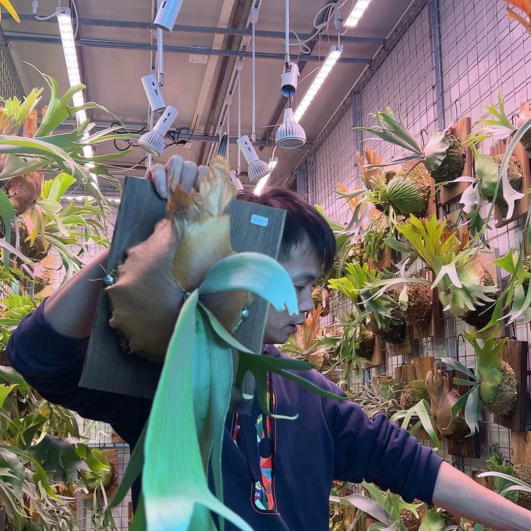 无花朵银狐a45。