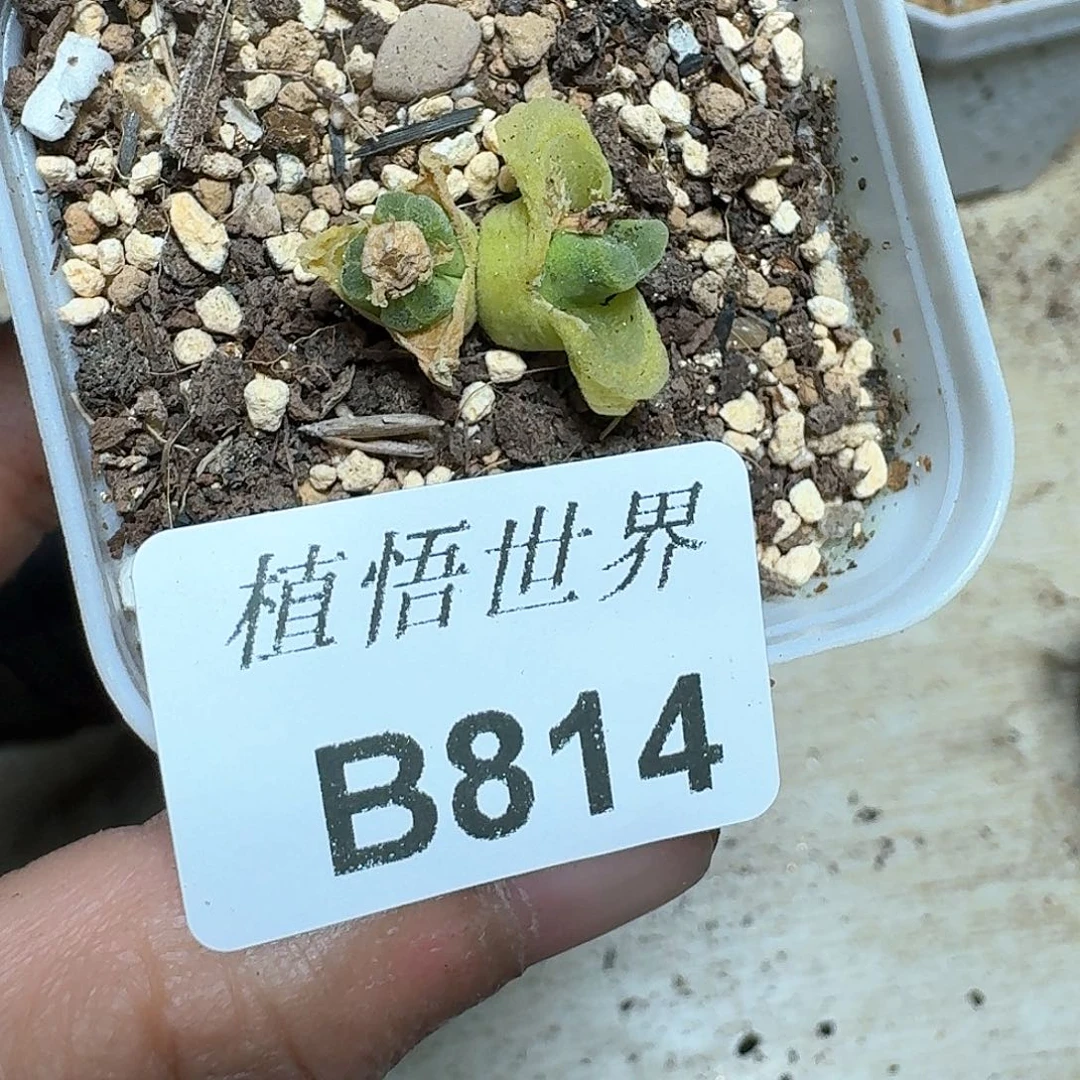 814盒多肉植物哇fv