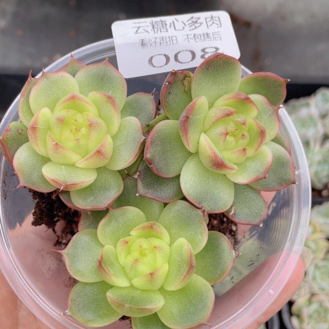 云糖心多肉植物008