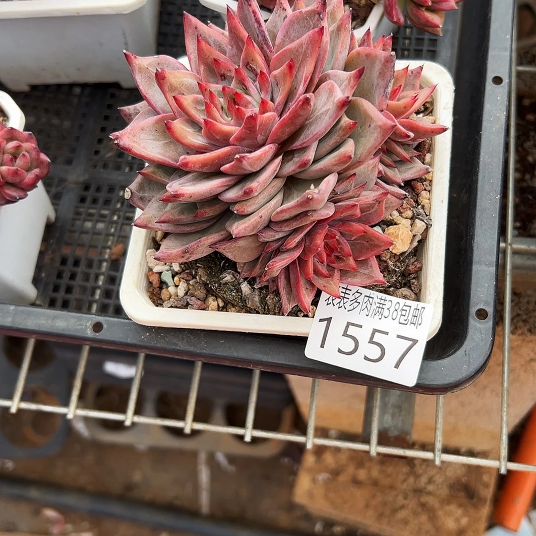 小***福多肉一物一拍植物1557