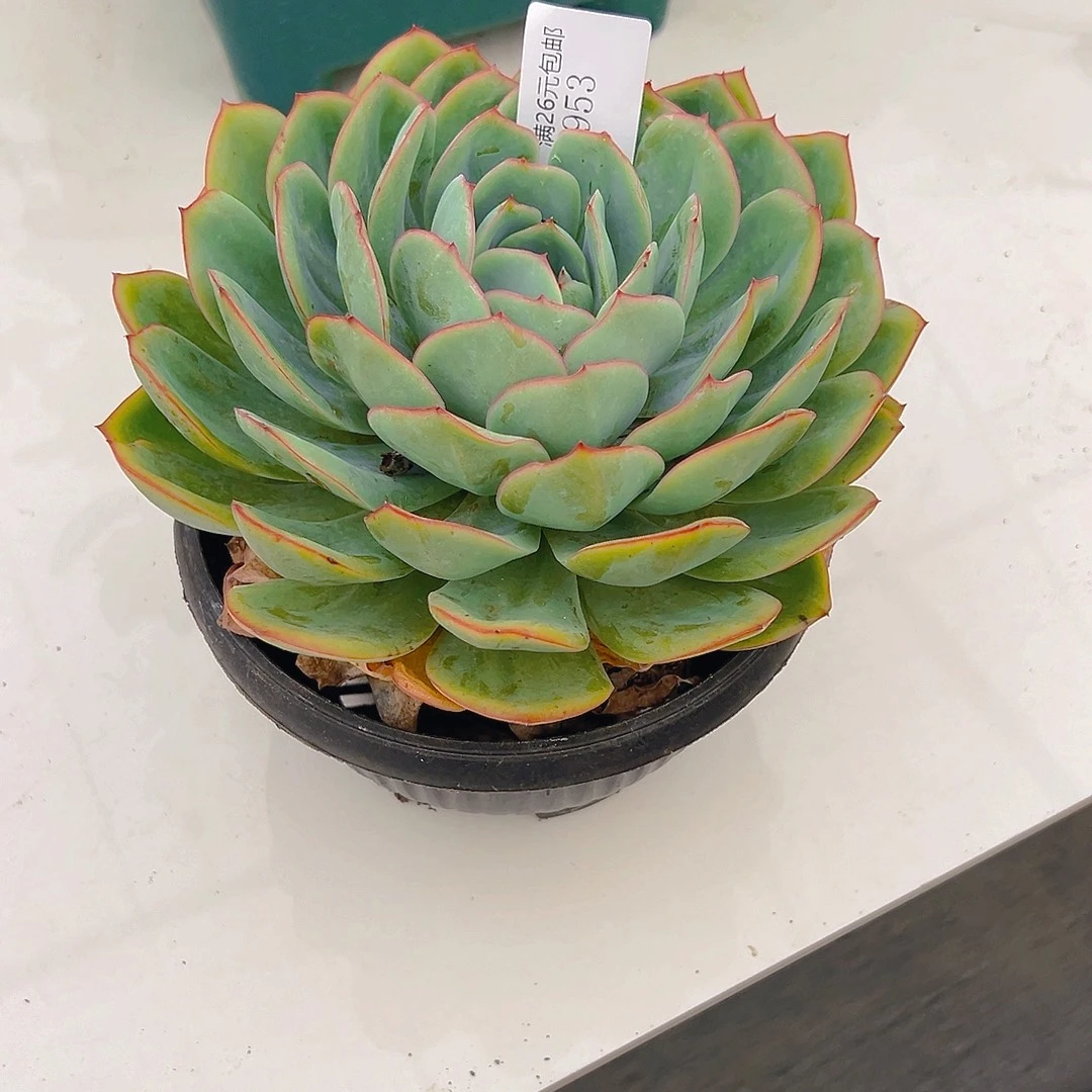 用***5953晨露多肉植物多肉