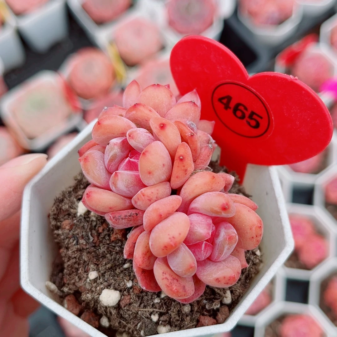 465号小老桩糖心群