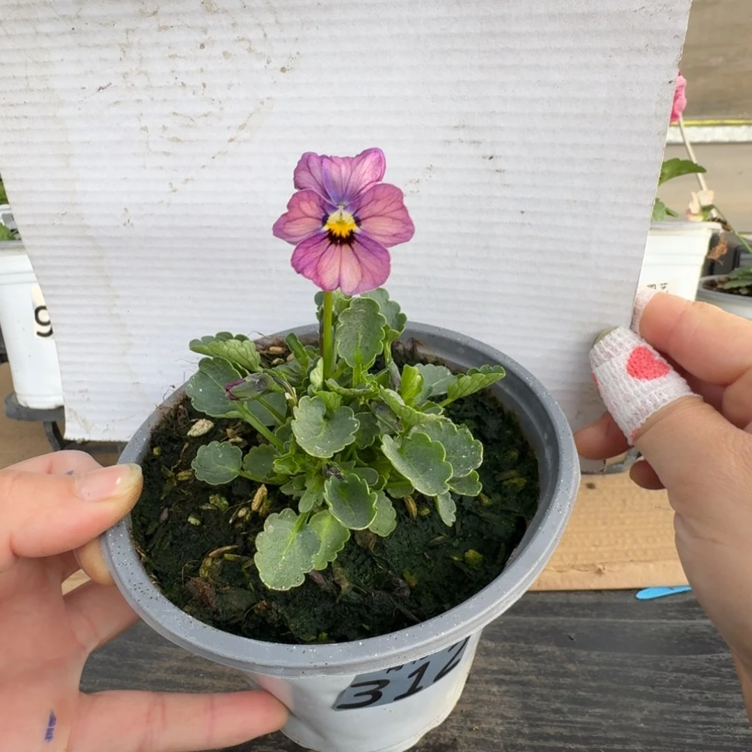 无花朵312号角堇