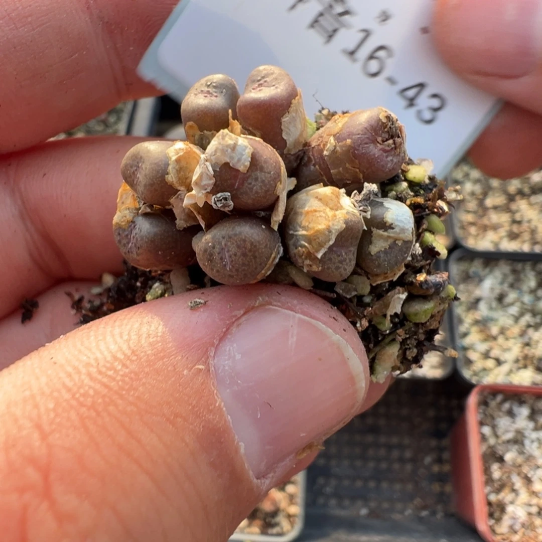 16-43肉锥多肉植物，