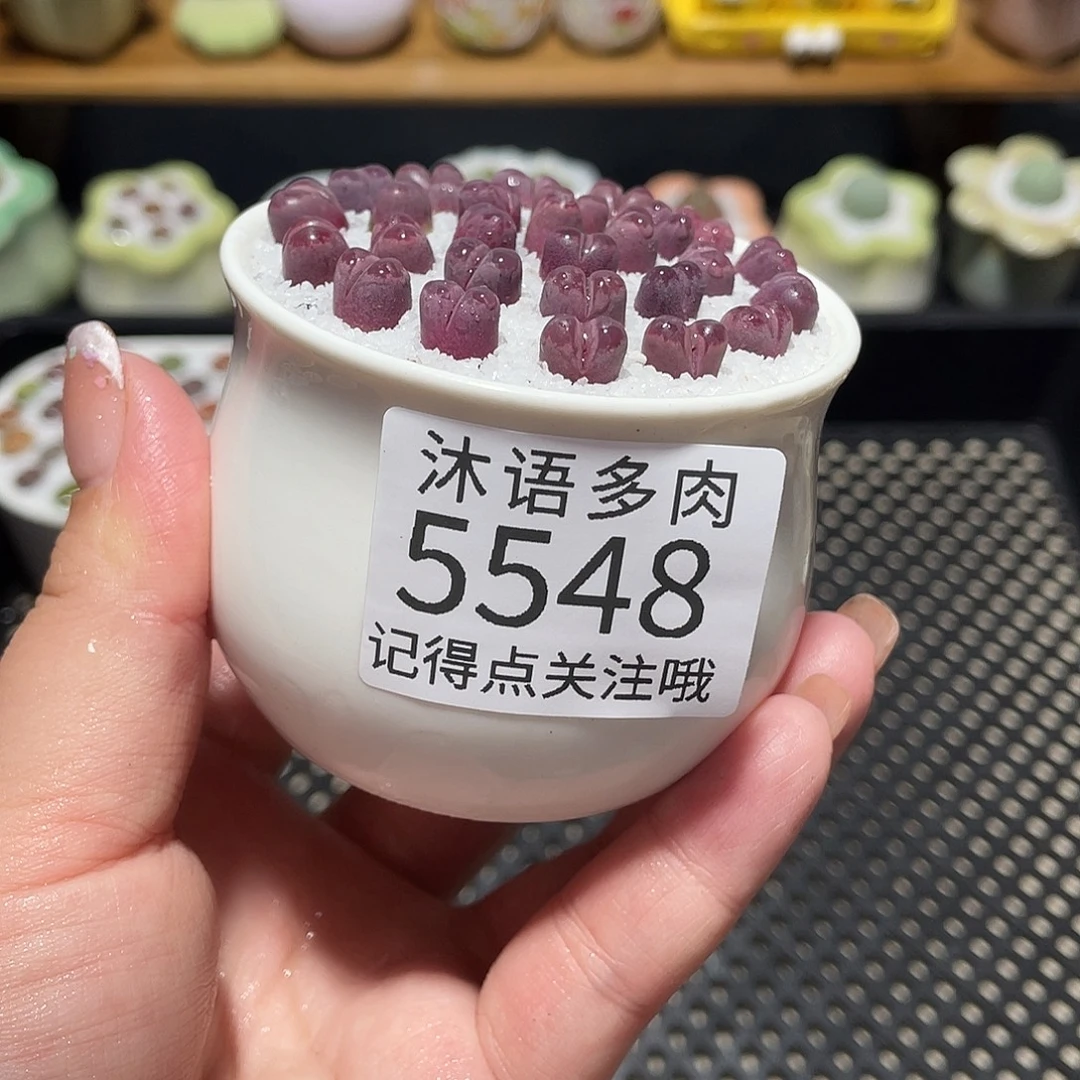 带盆土植物 一物一拍5548