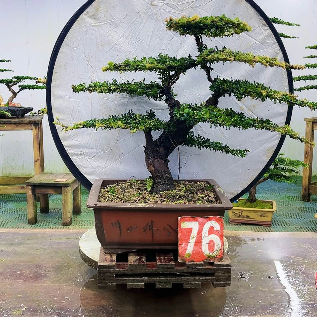 完全开放罗汉松盆景艺术