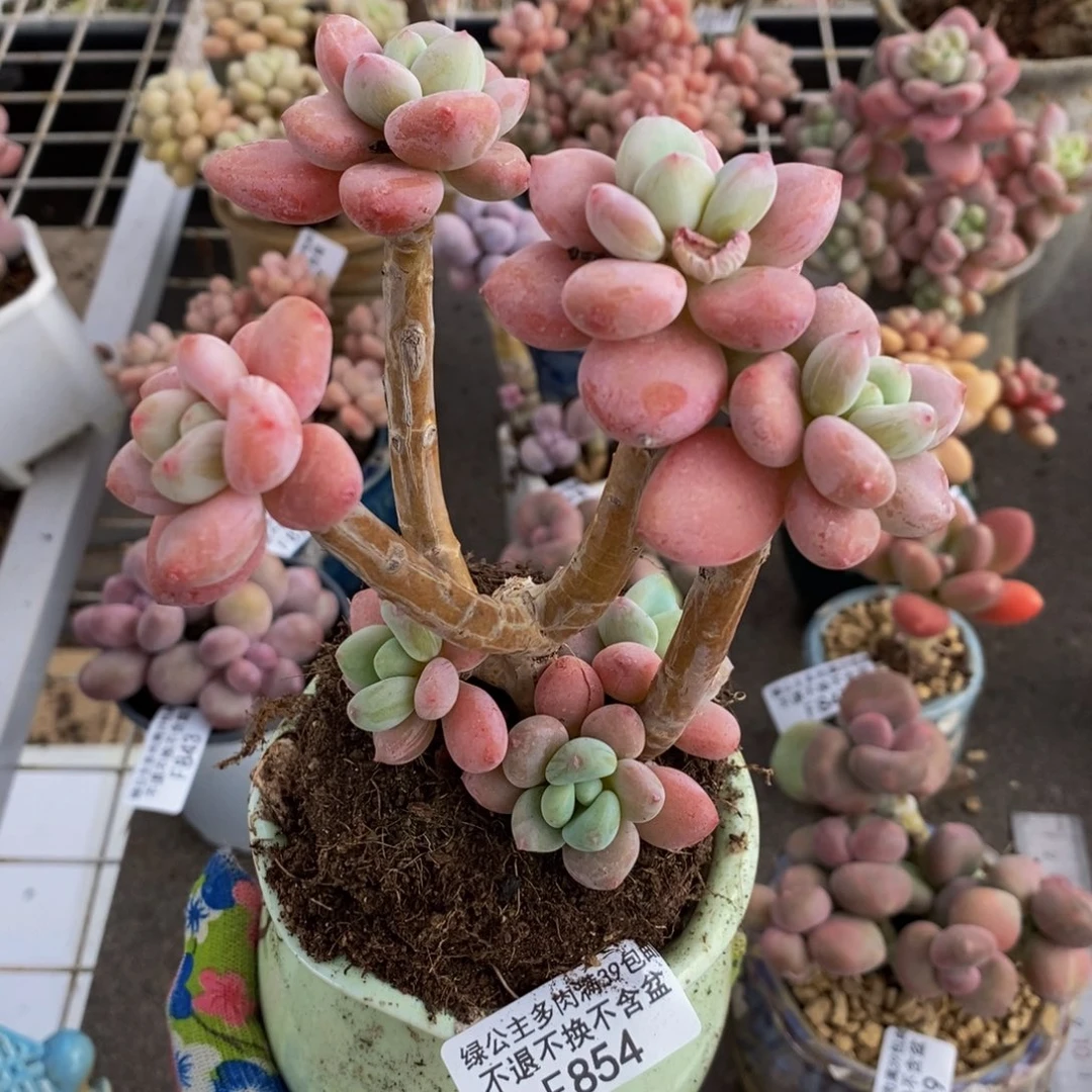 樱花洛神854/10vm有砍