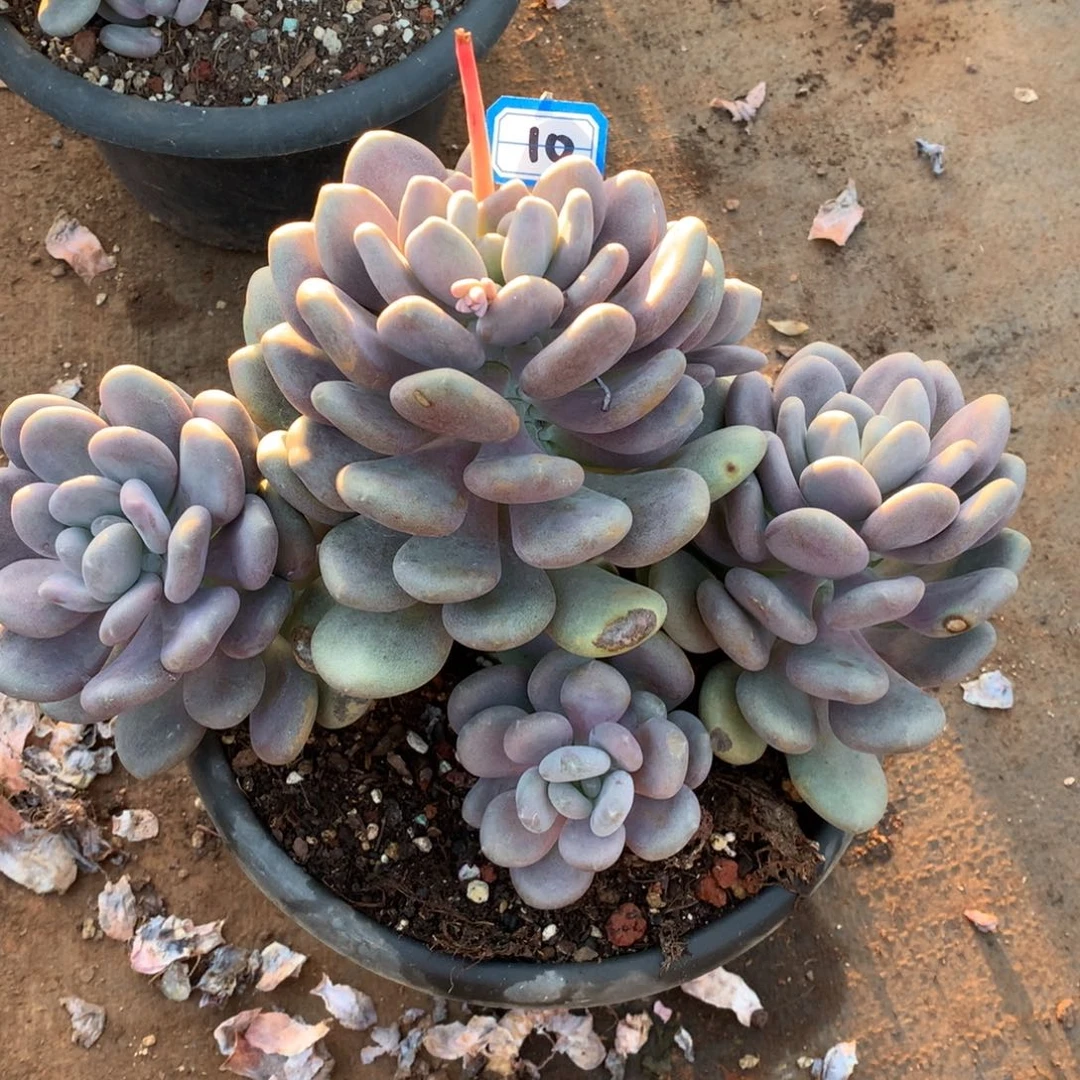 *****10月美人一物一拍多肉