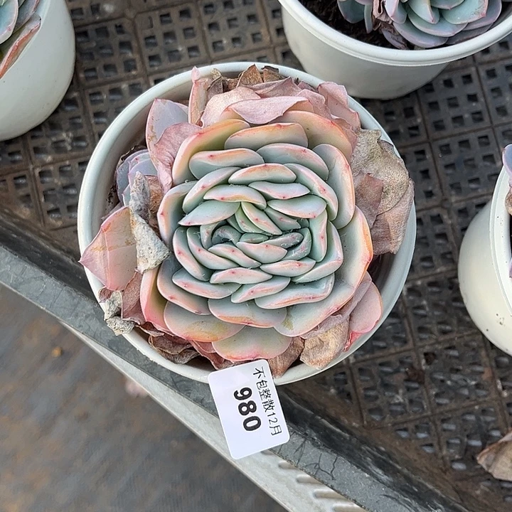 阿雅园艺。     980布鲁蓝