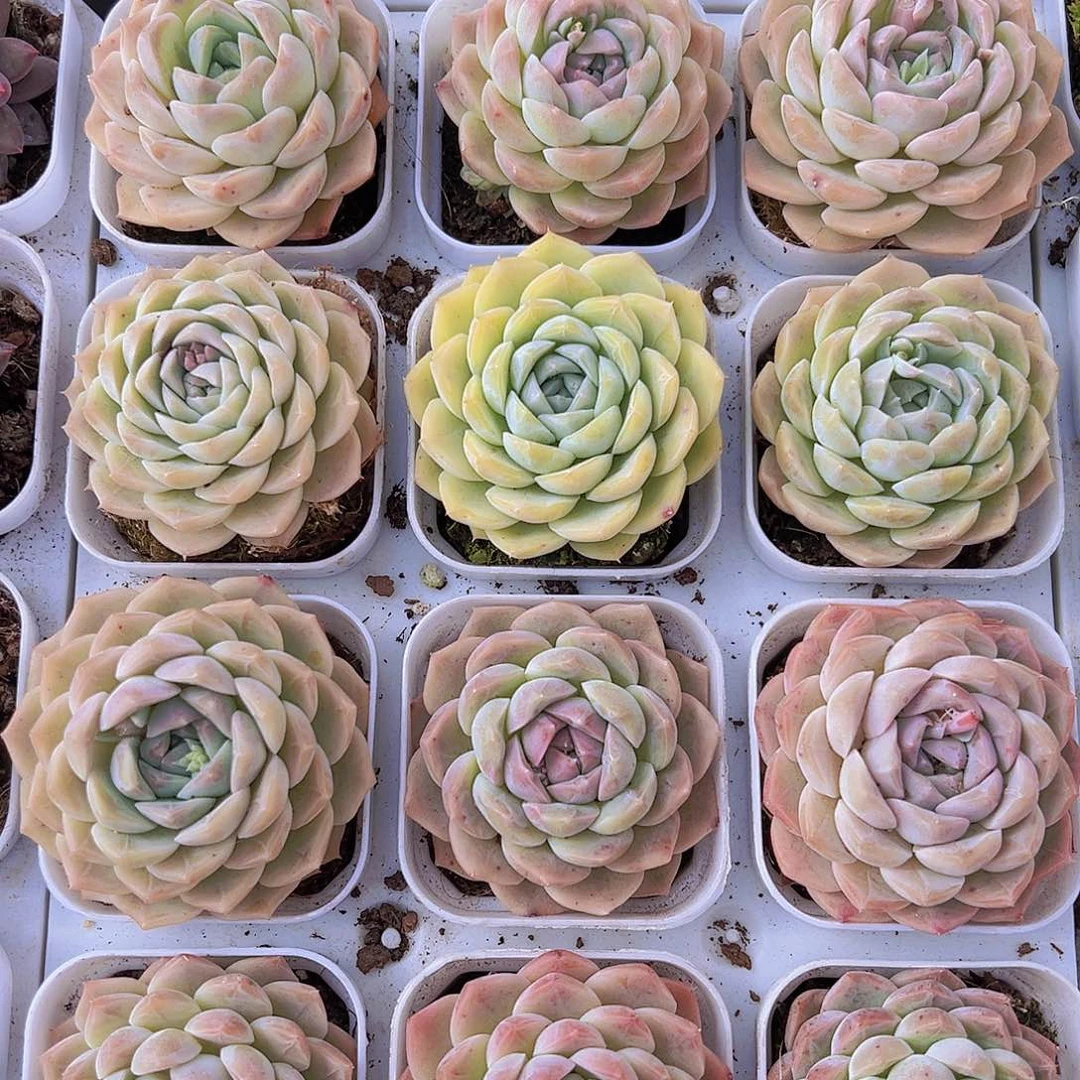 单头绿心19包邮多肉