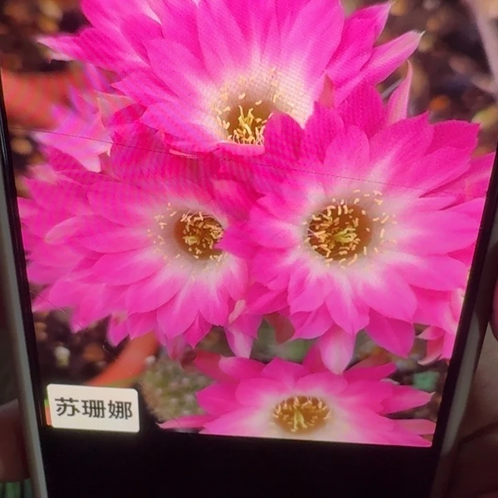 250白檀苏珊娜3个无根侧牙小，20包邮