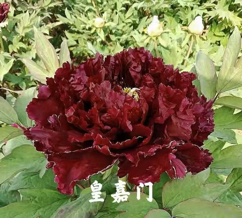 皇嘉门 稀有牡丹品种