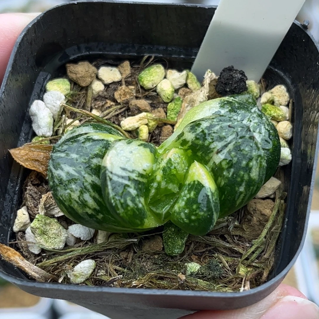 58巨大丸叶紫禁城锦福利专场