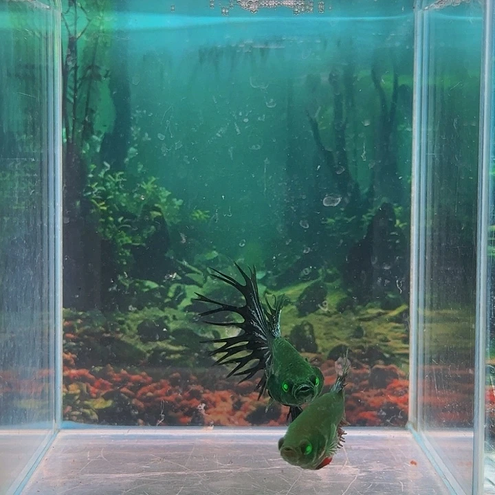 红海倒吊鱼那条线上看