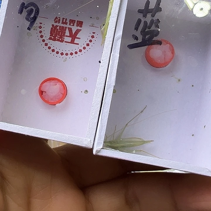 蟋蟀青竹➕蓝竹哈哈哈哈哈哈哈哈