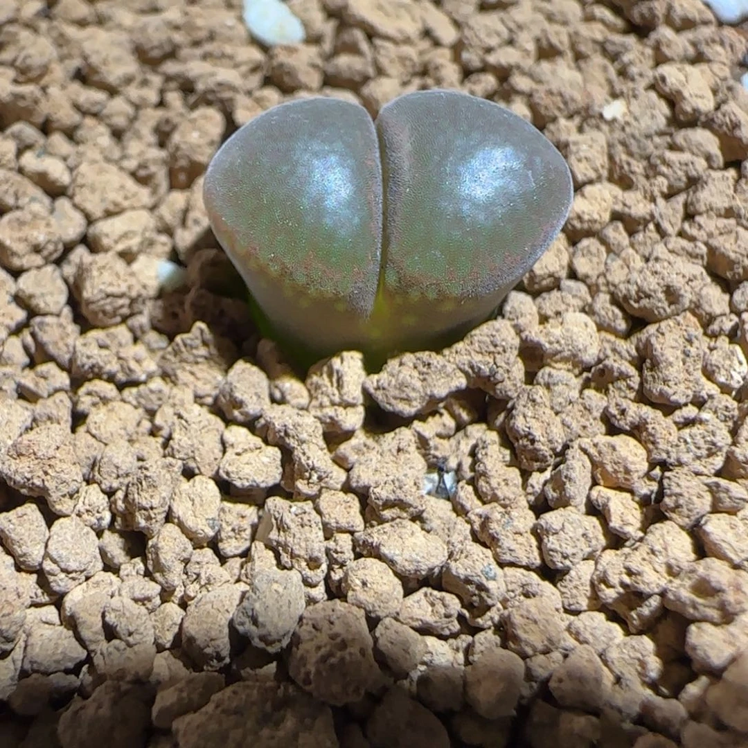 肉锥多肉植物组合-1804.7红风铃1319