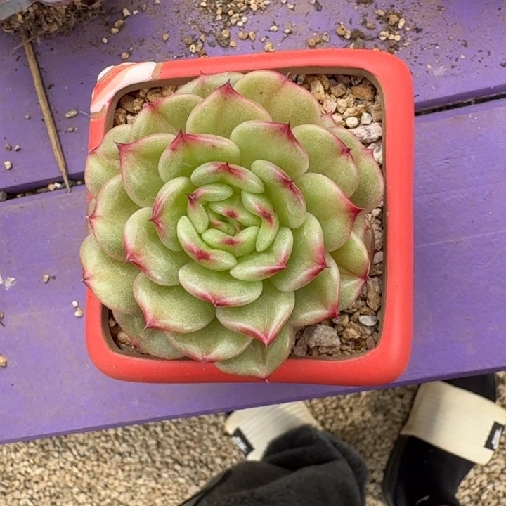 安可珍妮 一物一拍