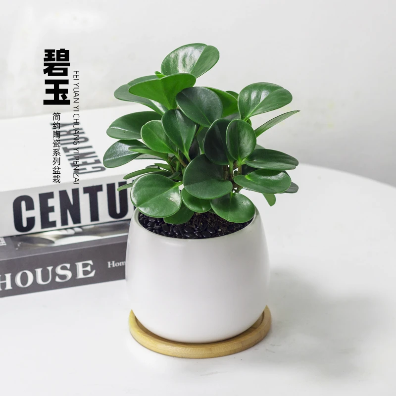 青叶碧玉盆栽室内净化空气花卉四季常青好养活花卉豆瓣绿桌面绿植