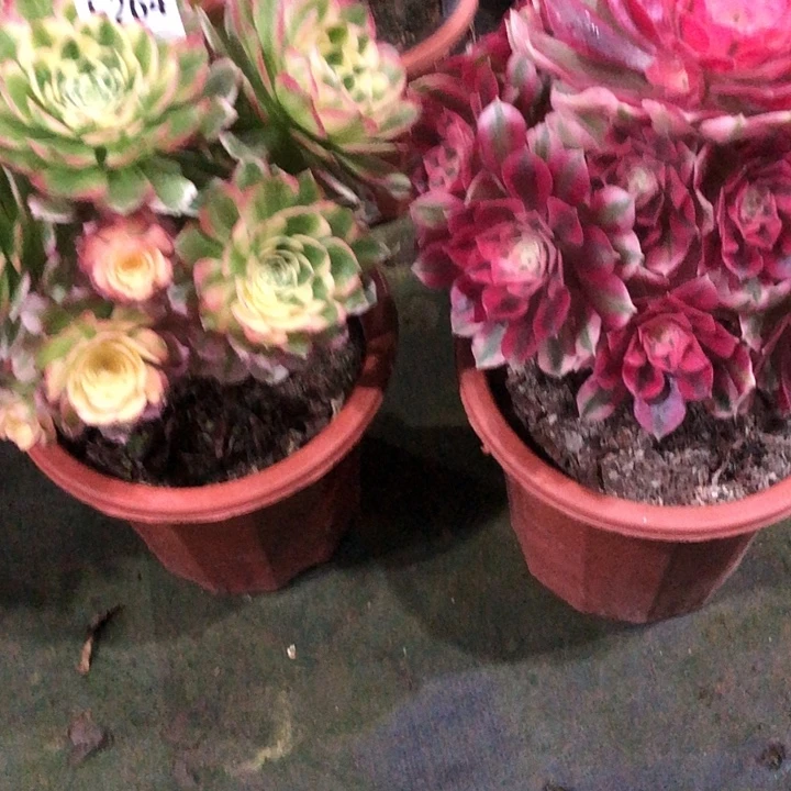 海***空俩颗多肉264000000000000