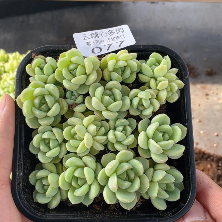 云糖心多肉植物77