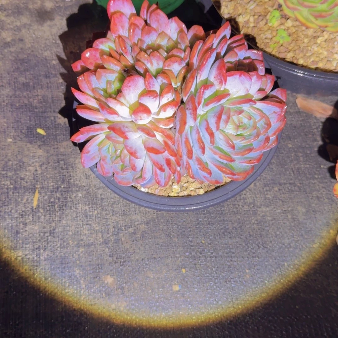 2全明星多肉植物的生长