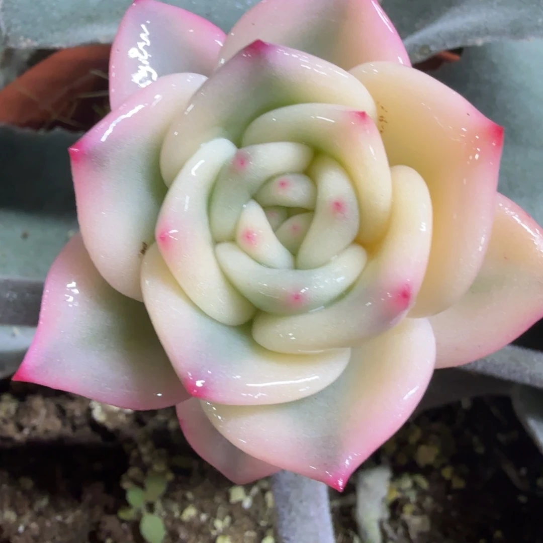 香槟锦 多肉植物锦