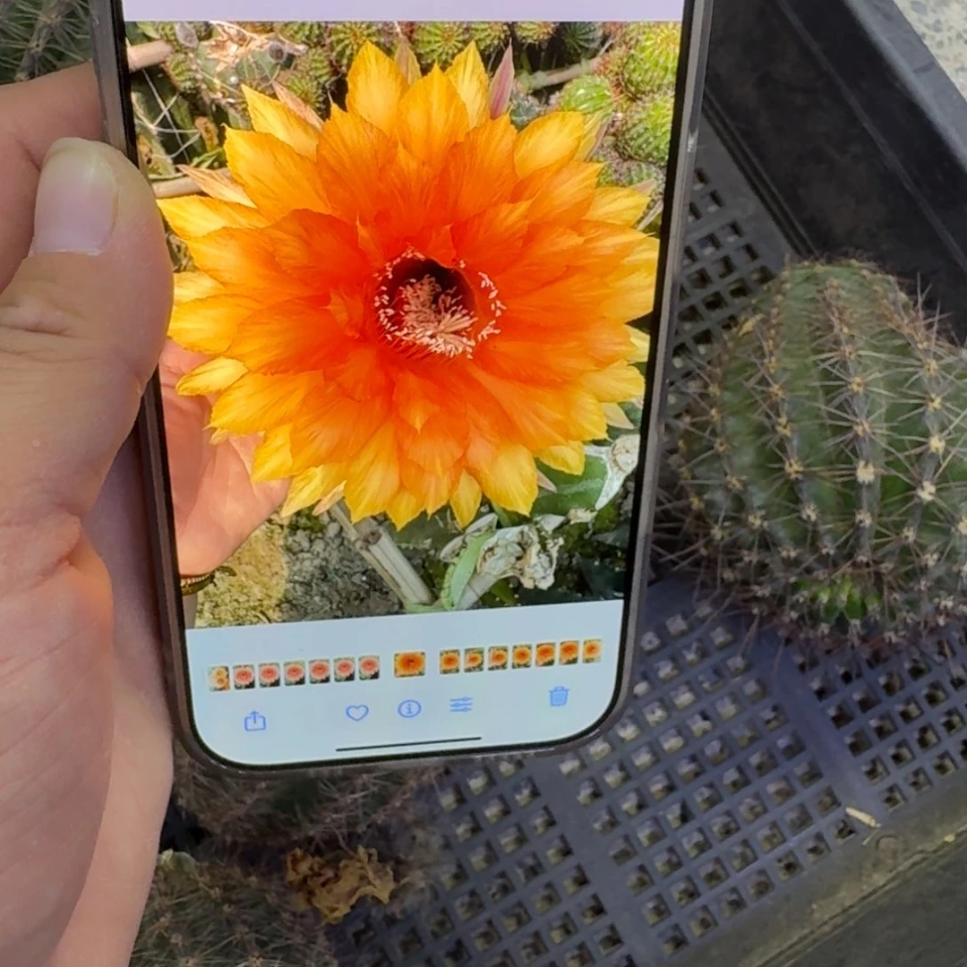 340彩草98歪无根侧牙4公分左右，20包邮