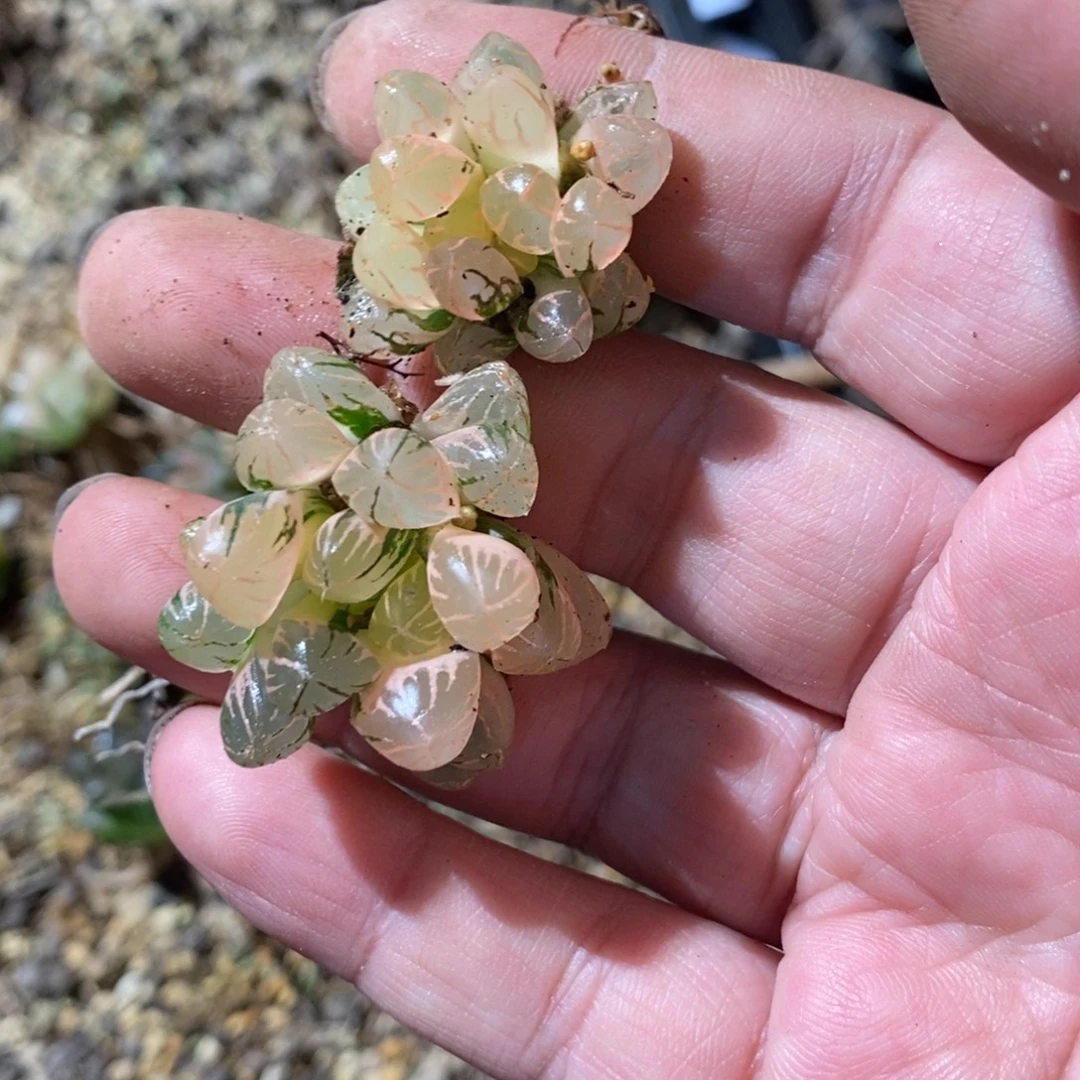 浅***2595 两颗一起 福利