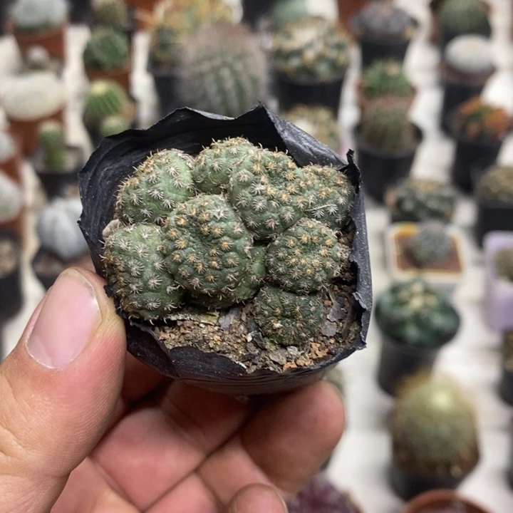 士童群特价福利特价