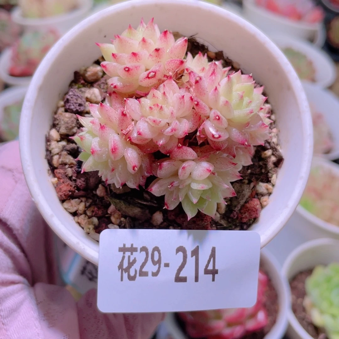 花利美29-214麦秆