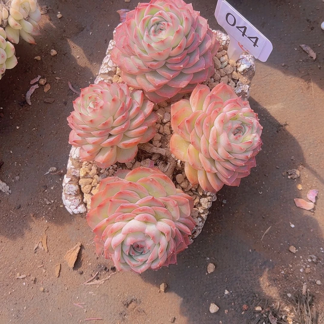 C**y044侧影15不售后