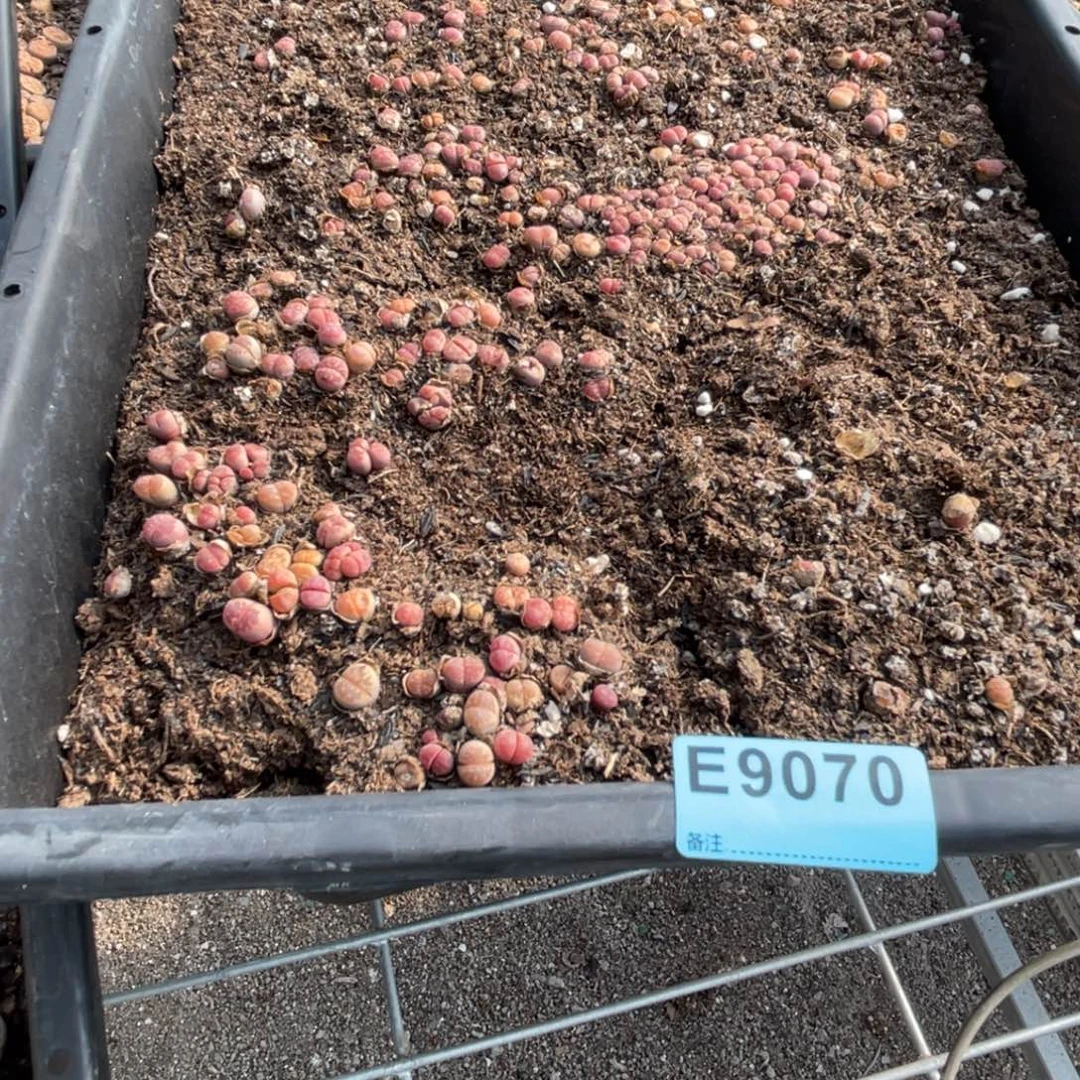 巫***29070筐福利不售后