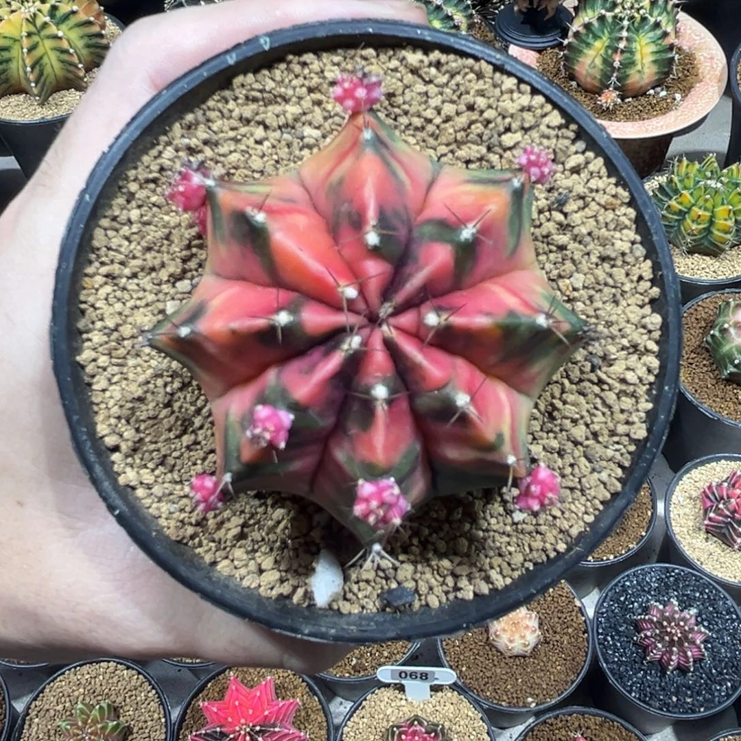 实生根全品—-111-111111–