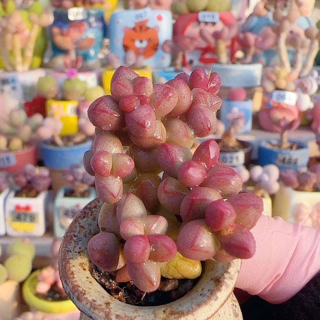 L 小紫球 盆口3cm