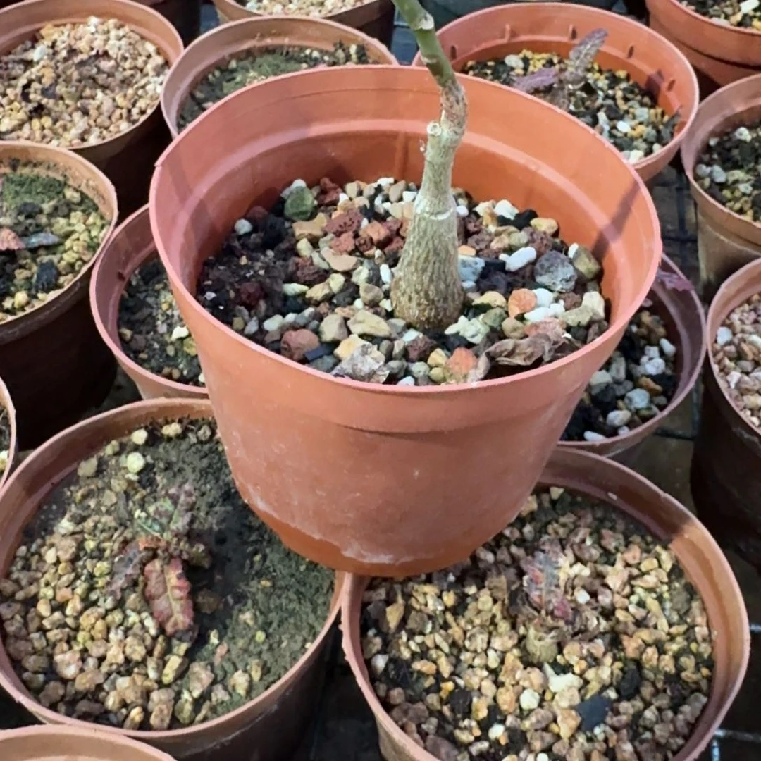 龟甲木棉块根多肉植物