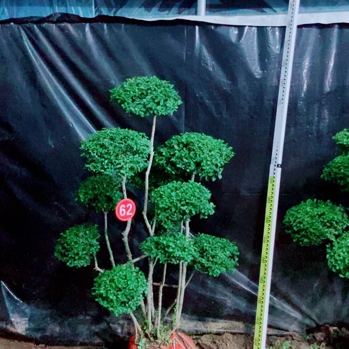 不开花植物嚯*一物一拍一物一拍