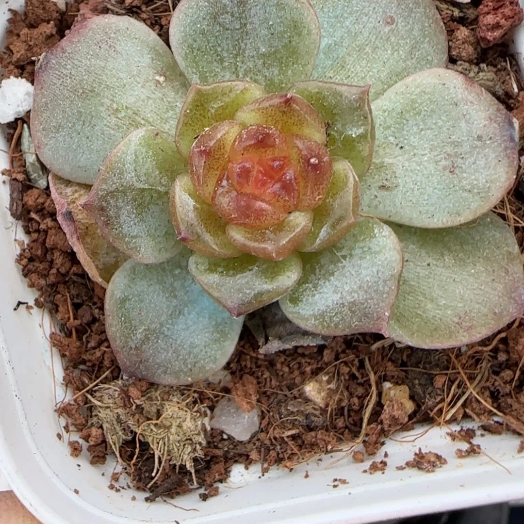 小卡拉米糖心一物一拍