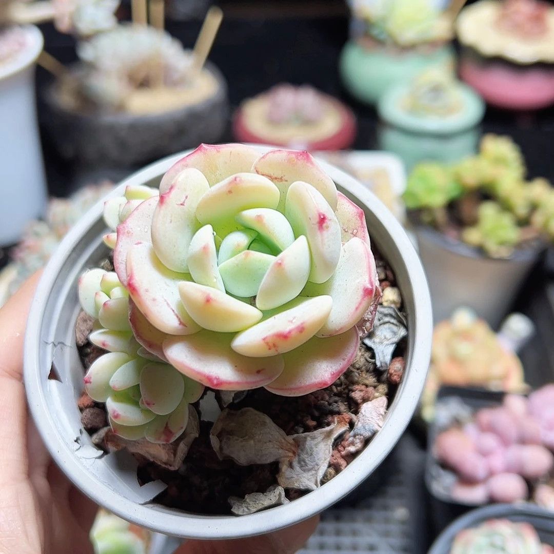 ?****晴香草5头