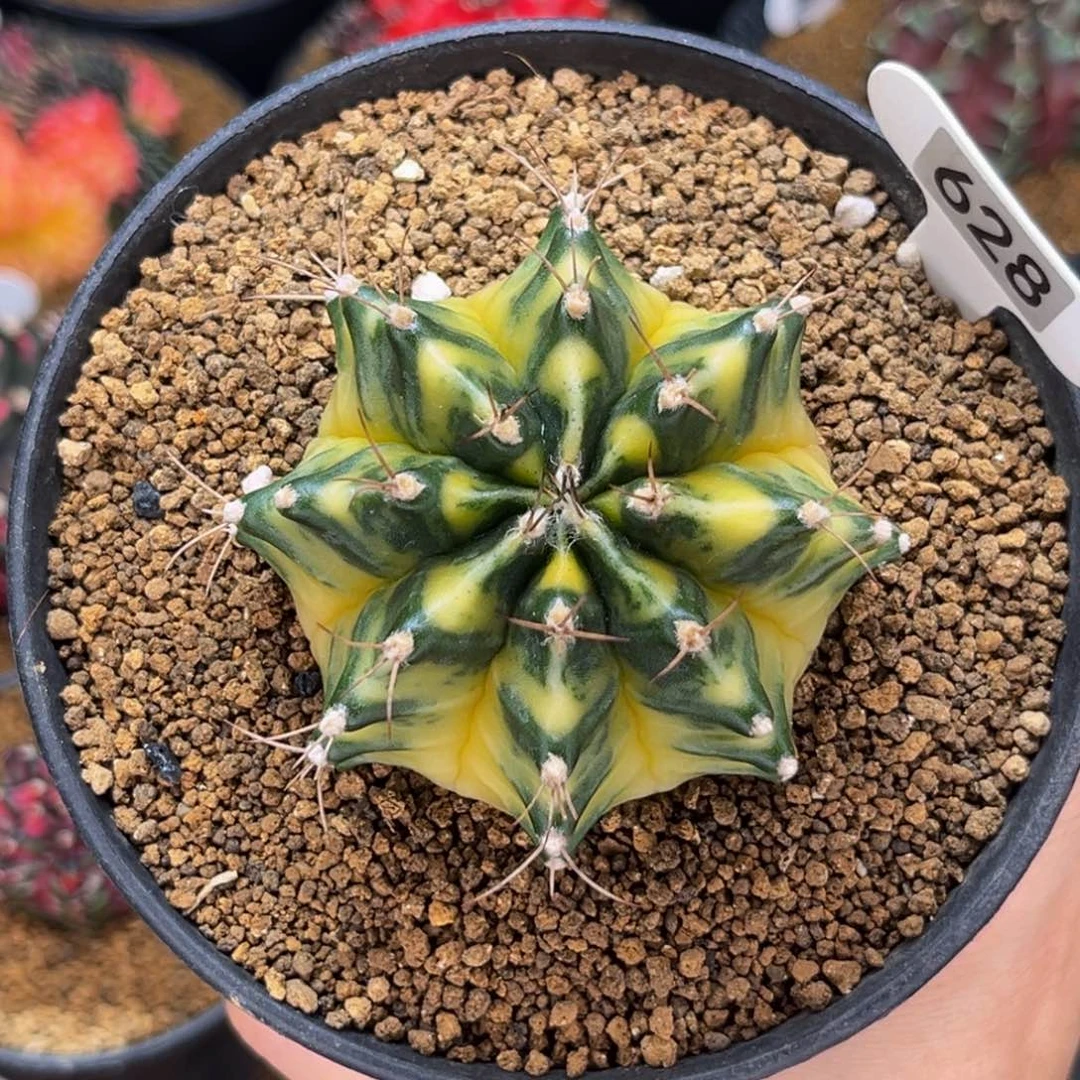 金黄臀 米哈仙人球