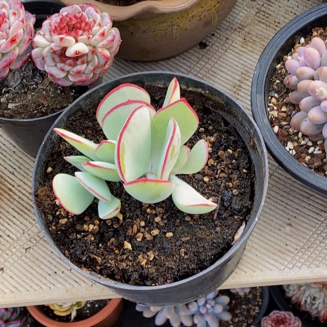 宝****定48包邮一物一拍多肉