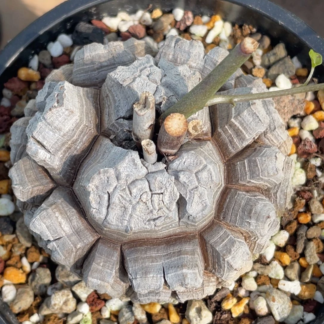 定养，剑甲龟甲龙，一物一拍