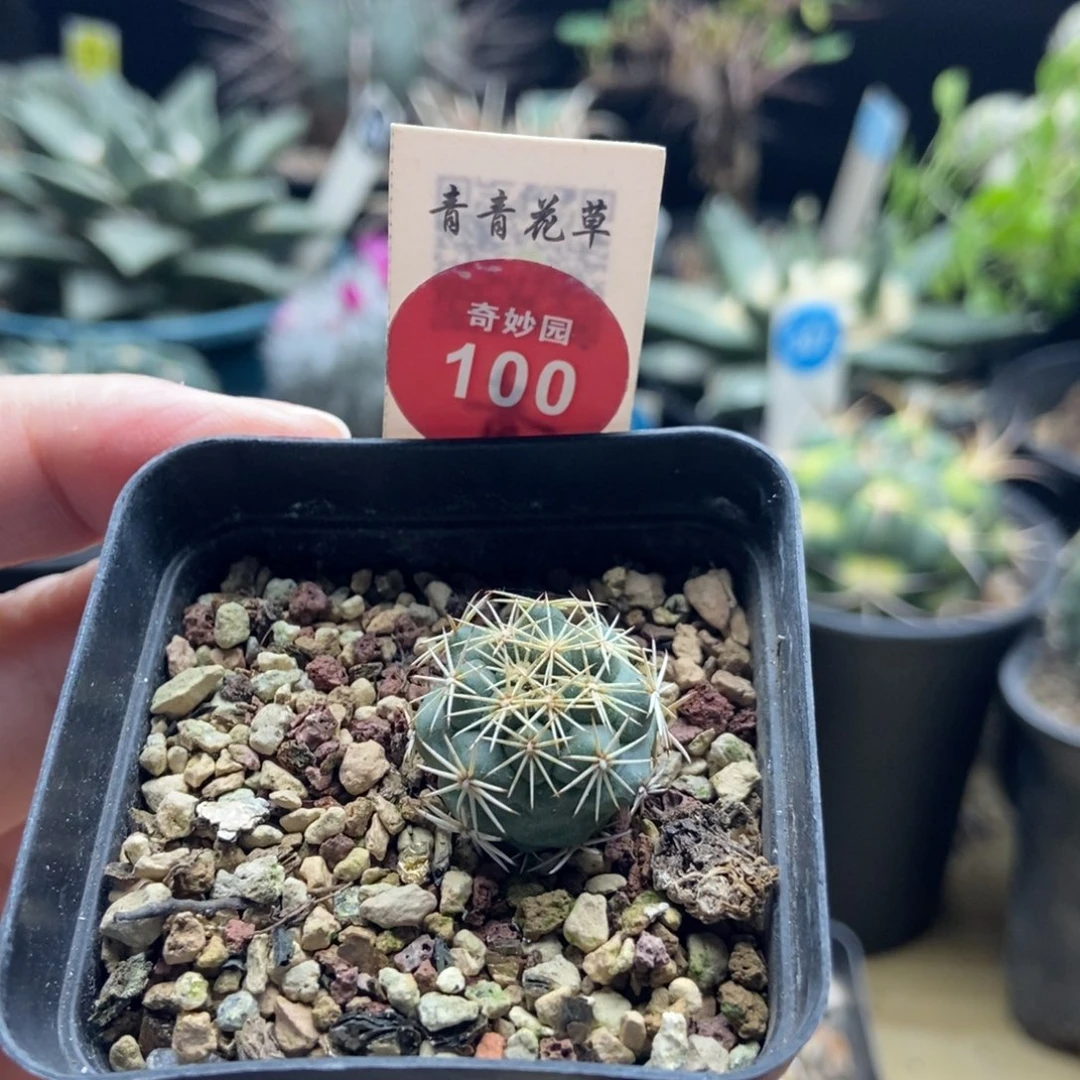 实生顶花凤舞2cm一棵仙人球