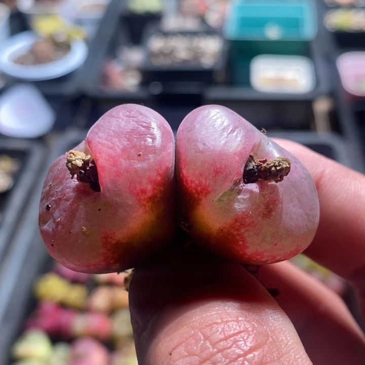 猪***623207一个一个一个