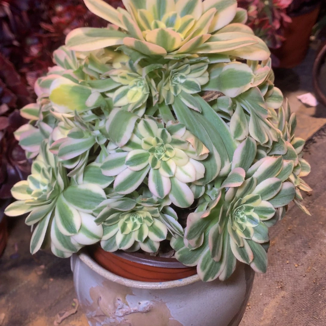 149迈巴赫多肉植物