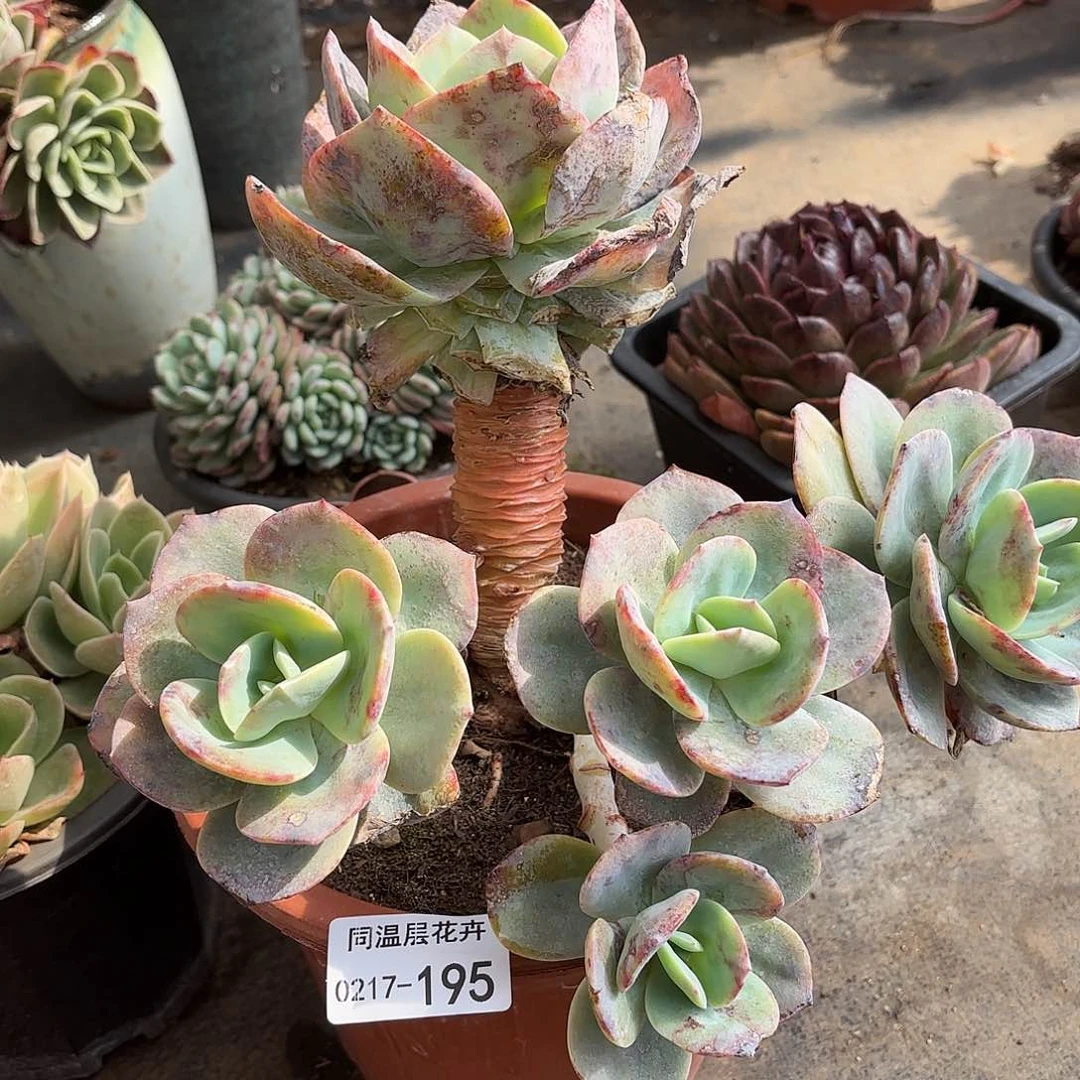 同温层多肉血凤195